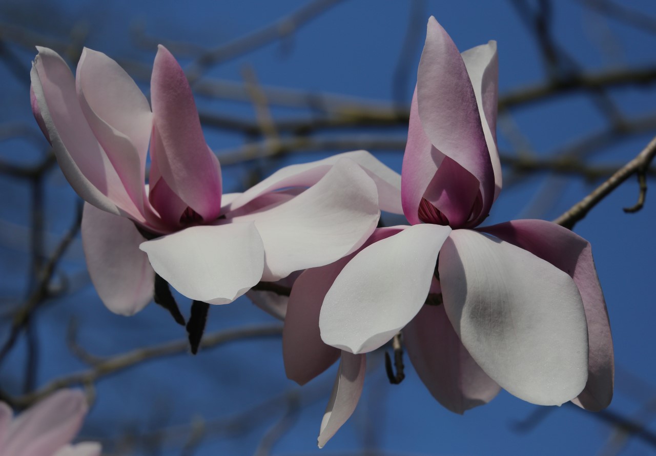 magnolia campbellii sub species mollicomata